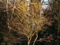 Styphnolobium japonicum Golden Standard 2015 02 07 3090